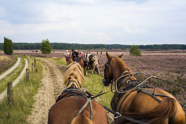 Kutschfahrt Lüneburger Heide