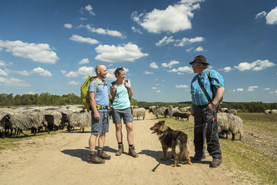 Wanderer und Schäfer in der Lüneburger Heide