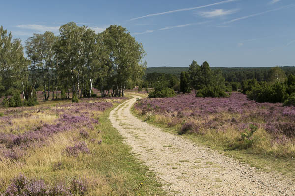 Wanderweg Lüneburger Heide Pastor Bode