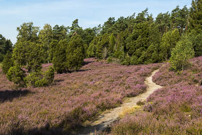 Blühende Lüneburger Heide