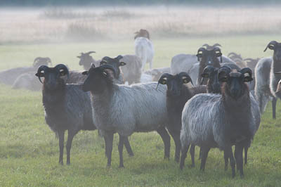 Heidschnucken in der Lüneburger Heide